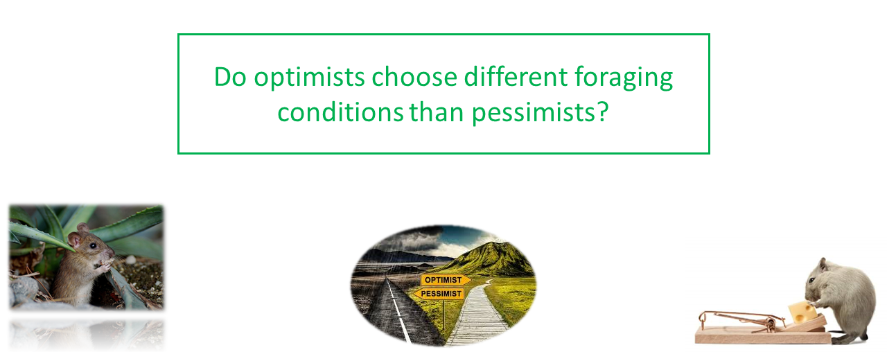 Research questions about individual differences in optimism in animals: ecological consequences