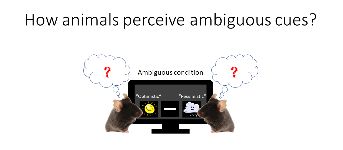 Research questions about in optimism in animals: how animal perceive ambiguous cues in judgement bias test