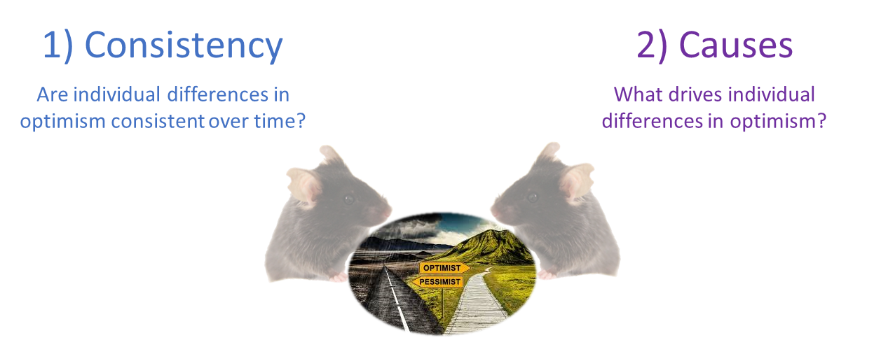 Two research questions about individual differences in optimism in animals: consistency and causes